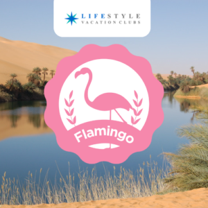 Oasis - Flamingo Week